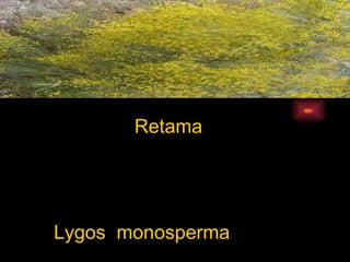 Retama Lygos  monosperma  