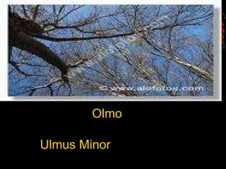 Olmo Ulmus Minor 