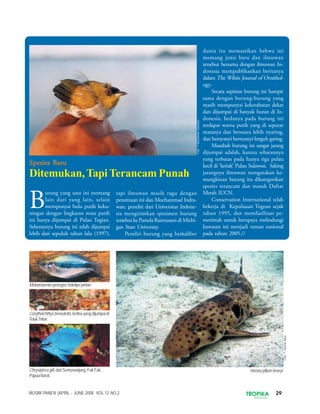 29TROPIKAINDONESIA
MUSIM PANEN (APRIL - JUNI) 2008. VOL.12 NO.2
B
urung yang satu ini memang
lain dari yang lain, selain
mempunyai bulu putih keku-
ningan dengan lingkaran mata putih
ini hanya dijumpai di Pulau Togian.
Sebenarnya burung ini telah dijumpai
lebih dari sepuluh tahun lalu (1997),
tapi ilmuwan masih ragu dengan
penemuan ini dan Mochammad Indra-
wan, peneliti dari Universitas Indone-
sia mengirimkan spesimen burung
tersebut ke Pamela Rasmussen di Michi-
gan State University.
Peneliti burung yang berkaliber
dunia itu memastikan bahwa ini
memang jenis baru dan ilmuwan
tersebut bersama dengan ilmuwan In-
donesia mempublikasikan beritanya
dalam The Wilsin Journal of Ornithol-
ogy.
Secara sepintas burung ini hampir
sama dengan burung-burung yang
masih mempunyai kekerabatan dekat
dan dijumpai di banyak hutan di In-
donesia, bedanya pada burung ini
terdapat warna putih yang di seputar
matanya dan bersuara lebih nyaring,
dan bernyanyi bernyanyi lenguh garing.
Musabab burung ini sangat jarang
dijumpai adalah, karena sebarannya
yang terbatas pada hanya tiga pulau
kecil di ’ketiak’ Pulau Sulawesi. Saking
jarangnya ilmuwan mengatakan ke-
mungkinan burung itu dikategorikan
spesies terancam dan masuk Daftar
Merah IUCN.
Conservation International telah
bekerja di Kepulauan Togean sejak
tahun 1995, dan memfasilitasi pe-
merintah untuk berupaya melindungi
kawasan ini menjadi taman nasional
pada tahun 2005.//
Spesies BaruSpesies BaruSpesies BaruSpesies BaruSpesies Baru
Ditemukan,TapiTerancam Punah
Corythoichthys benedetto,betinayangdijumpaidi
TelukTriton.
Hemiscyllium henryi.
Melanotaeniasynergos,holotipejantan.
Chrysiptera giti, dari Semenanjung Fak Fak,
PapuaBarat.
Foto:©MochamadIndrawan
Foto:©JournalAqua
 