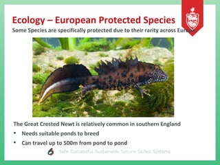 Ecology – European Protected Species
Some Species are specifically protected due to their rarity across Europe.
The Great Crested Newt is relatively common in southern England
• Needs suitable ponds to breed
• Can travel up to 500m from pond to pond
 