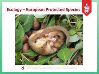Ecology – European Protected Species
 