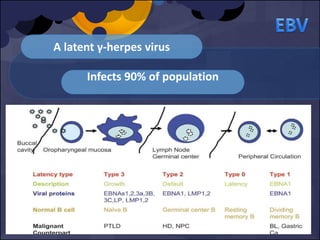 A latent γ-herpes virus
Infects 90% of population
 