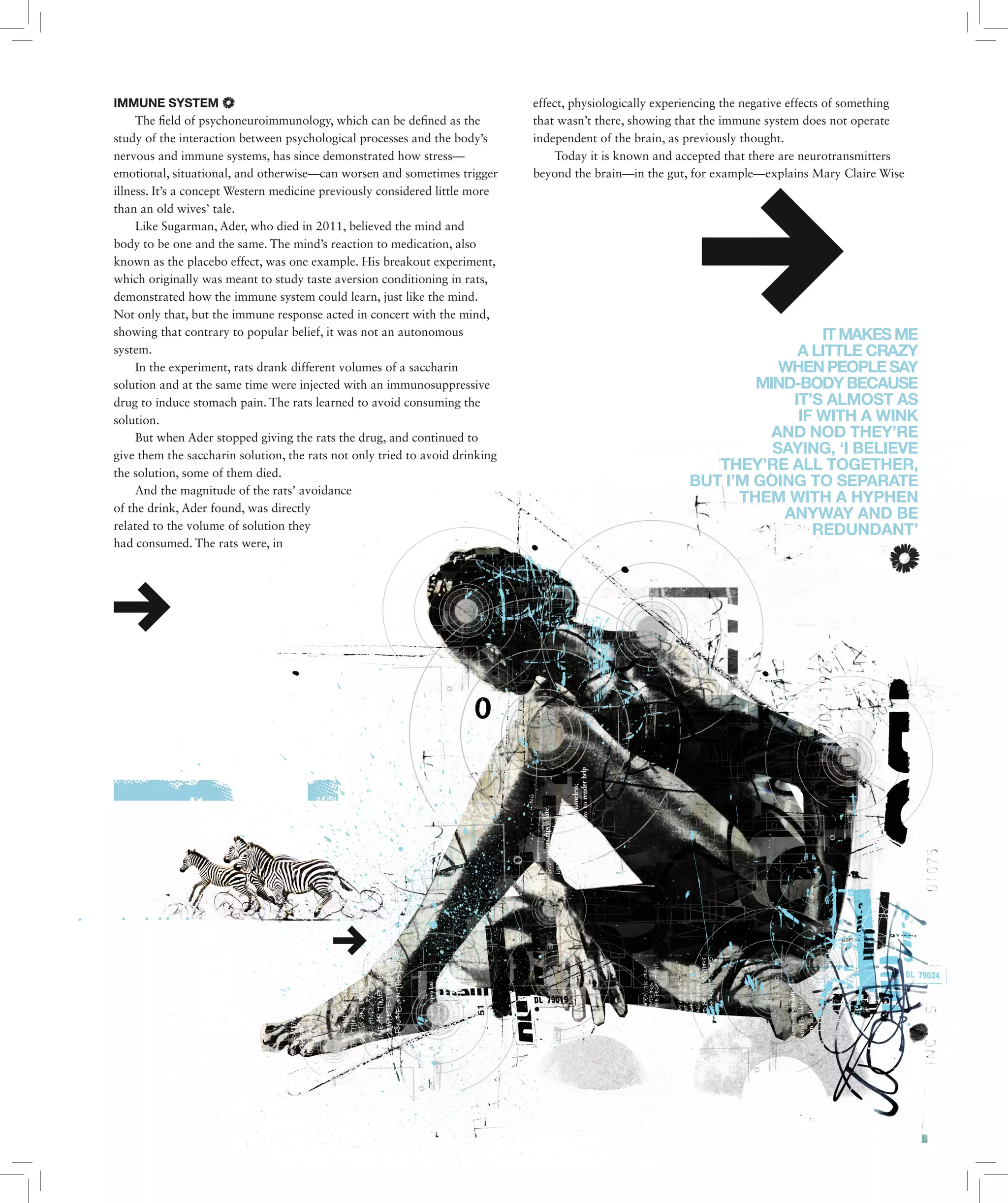 IMMUNE SYSTEM
The field of psychoneuroimmunology, which can be defined as the
study of the interaction between psychological processes and the body’s
nervous and immune systems, has since demonstrated how stress—
emotional, situational, and otherwise—can worsen and sometimes trigger
illness. It’s a concept Western medicine previously considered little more
than an old wives’ tale.
Like Sugarman, Ader, who died in 2011, believed the mind and
body to be one and the same. The mind’s reaction to medication, also
known as the placebo effect, was one example. His breakout experiment,
which originally was meant to study taste aversion conditioning in rats,
demonstrated how the immune system could learn, just like the mind.
Not only that, but the immune response acted in concert with the mind,
showing that contrary to popular belief, it was not an autonomous
system.
In the experiment, rats drank different volumes of a saccharin
solution and at the same time were injected with an immunosuppressive
drug to induce stomach pain. The rats learned to avoid consuming the
solution.
But when Ader stopped giving the rats the drug, and continued to
give them the saccharin solution, the rats not only tried to avoid drinking
the solution, some of them died.
And the magnitude of the rats’ avoidance
of the drink, Ader found, was directly
related to the volume of solution they
had consumed. The rats were, in
effect, physiologically experiencing the negative effects of something
that wasn’t there, showing that the immune system does not operate
independent of the brain, as previously thought.
Today it is known and accepted that there are neurotransmitters
beyond the brain—in the gut, for example—explains Mary Claire Wise
ITMAKESME
A LITTLE CRAZY
WHENPEOPLESAY
MIND-BODYBECAUSE
IT’S ALMOST AS
IF WITH A WINK
AND NOD THEY’RE
SAYING, ‘I BELIEVE
THEY’RE ALL TOGETHER,
BUT I’M GOING TO SEPARATE
THEM WITH A HYPHEN
ANYWAY AND BE
REDUNDANT’
 