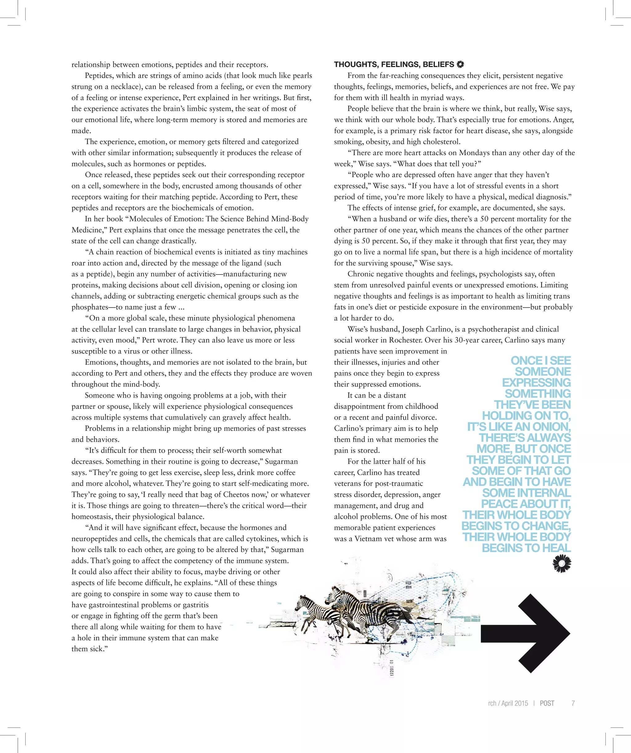 Issue 10 March / April 2015 | POST 7
relationship between emotions, peptides and their receptors.
Peptides, which are strings of amino acids (that look much like pearls
strung on a necklace), can be released from a feeling, or even the memory
of a feeling or intense experience, Pert explained in her writings. But first,
the experience activates the brain’s limbic system, the seat of most of
our emotional life, where long-term memory is stored and memories are
made.
The experience, emotion, or memory gets filtered and categorized
with other similar information; subsequently it produces the release of
molecules, such as hormones or peptides.
Once released, these peptides seek out their corresponding receptor
on a cell, somewhere in the body, encrusted among thousands of other
receptors waiting for their matching peptide. According to Pert, these
peptides and receptors are the biochemicals of emotion.
In her book “Molecules of Emotion: The Science Behind Mind-Body
Medicine,” Pert explains that once the message penetrates the cell, the
state of the cell can change drastically.
“A chain reaction of biochemical events is initiated as tiny machines
roar into action and, directed by the message of the ligand (such
as a peptide), begin any number of activities—manufacturing new
proteins, making decisions about cell division, opening or closing ion
channels, adding or subtracting energetic chemical groups such as the
phosphates—to name just a few ...
“On a more global scale, these minute physiological phenomena
at the cellular level can translate to large changes in behavior, physical
activity, even mood,” Pert wrote. They can also leave us more or less
susceptible to a virus or other illness.
Emotions, thoughts, and memories are not isolated to the brain, but
according to Pert and others, they and the effects they produce are woven
throughout the mind-body.
Someone who is having ongoing problems at a job, with their
partner or spouse, likely will experience physiological consequences
across multiple systems that cumulatively can gravely affect health.
Problems in a relationship might bring up memories of past stresses
and behaviors.
“It’s difficult for them to process; their self-worth somewhat
decreases. Something in their routine is going to decrease,” Sugarman
says. “They’re going to get less exercise, sleep less, drink more coffee
and more alcohol, whatever. They’re going to start self-medicating more.
They’re going to say, ‘I really need that bag of Cheetos now,’ or whatever
it is. Those things are going to threaten—there’s the critical word—their
homeostasis, their physiological balance.
“And it will have significant effect, because the hormones and
neuropeptides and cells, the chemicals that are called cytokines, which is
how cells talk to each other, are going to be altered by that,” Sugarman
adds. That’s going to affect the competency of the immune system.
It could also affect their ability to focus, maybe driving or other
aspects of life become difficult, he explains. “All of these things
are going to conspire in some way to cause them to
have gastrointestinal problems or gastritis
or engage in fighting off the germ that’s been
there all along while waiting for them to have
a hole in their immune system that can make
them sick.”
THOUGHTS, FEELINGS, BELIEFS
From the far-reaching consequences they elicit, persistent negative
thoughts, feelings, memories, beliefs, and experiences are not free. We pay
for them with ill health in myriad ways.
People believe that the brain is where we think, but really, Wise says,
we think with our whole body. That’s especially true for emotions. Anger,
for example, is a primary risk factor for heart disease, she says, alongside
smoking, obesity, and high cholesterol.
“There are more heart attacks on Mondays than any other day of the
week,” Wise says. “What does that tell you?”
“People who are depressed often have anger that they haven’t
expressed,” Wise says. “If you have a lot of stressful events in a short
period of time, you’re more likely to have a physical, medical diagnosis.”
The effects of intense grief, for example, are documented, she says.
“When a husband or wife dies, there’s a 50 percent mortality for the
other partner of one year, which means the chances of the other partner
dying is 50 percent. So, if they make it through that first year, they may
go on to live a normal life span, but there is a high incidence of mortality
for the surviving spouse,” Wise says.
Chronic negative thoughts and feelings, psychologists say, often
stem from unresolved painful events or unexpressed emotions. Limiting
negative thoughts and feelings is as important to health as limiting trans
fats in one’s diet or pesticide exposure in the environment—but probably
a lot harder to do.
Wise’s husband, Joseph Carlino, is a psychotherapist and clinical
social worker in Rochester. Over his 30-year career, Carlino says many
patients have seen improvement in
their illnesses, injuries and other
pains once they begin to express
their suppressed emotions.
It can be a distant
disappointment from childhood
or a recent and painful divorce.
Carlino’s primary aim is to help
them find in what memories the
pain is stored.
For the latter half of his
career, Carlino has treated
veterans for post-traumatic
stress disorder, depression, anger
management, and drug and
alcohol problems. One of his most
memorable patient experiences
was a Vietnam vet whose arm was
ONCEISEE
SOMEONE
EXPRESSING
SOMETHING
THEY’VEBEEN
HOLDINGONTO,
IT’SLIKEANONION,
THERE’SALWAYS
MORE,BUTONCE
THEYBEGINTOLET
SOMEOFTHATGO
ANDBEGINTOHAVE
SOMEINTERNAL
PEACEABOUTIT,
THEIRWHOLEBODY
BEGINSTOCHANGE,
THEIRWHOLEBODY
BEGINSTOHEAL
 