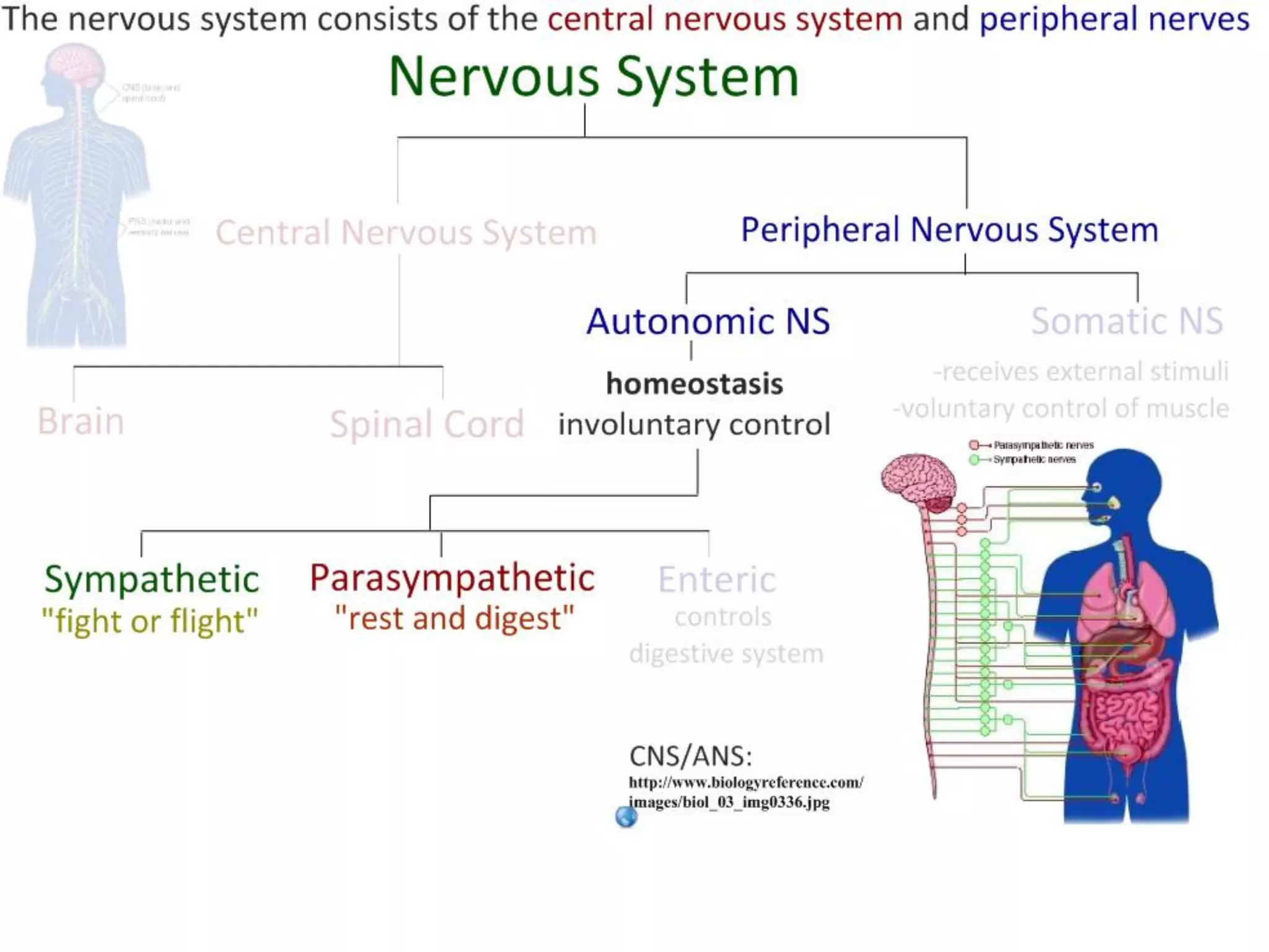 Slide 11