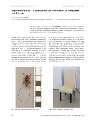 Imported furniture – A pathway for the introduction of plant pests
into Europe
J. C. Ostoja-Starzewski
The Food and Environment Research Agency (Fera), Sand Hutton, York, YO41 1LZ UK; e-mail: joe.ostoja-starzewski@fera.gsi.gov.uk
The ﬁnding of two pests which are on the EPPO Lists of pests recommended for regulation
and are EU quarantine listed pests: Monochamus alternatus and Bursaphelenchus xylophilus,
within the structural components of imported furniture are discussed. This highlights the
plant health risks associated with this neglected pathway.
In May 2013 a single live adult Monochamus alternatus,
Hope (Japanese pine sawyer) (Coleoptera: Cerambycidae)
(Fig. 1), a species of longhorn beetle that naturally occurs
in China, Japan, Korea, Laos, Taiwan and Vietnam, was
found for the ﬁrst time in the UK in a warehouse facility.
In common with other non-European Monochamus spp. this
pest is on the EPPO A1 List of pests recommended for reg-
ulation and an EU A1 quarantine listed pest, as it directly
damages coniferous trees and is a very efﬁcient vector of
Bursaphelenchus xylophilus (Steiner  Buhrer) Nickel (the
pinewood nematode) that is on the EPPO A2 List of pests
recommended for regulation and an EU II/A1 listed pest
itself and the causal agent of pine wilt disease. Unfortu-
nately the geographical origin of that particular specimen
of M. alternatus could not be determined. A more signiﬁ-
cant ﬁnding of M. alternatus was made in the UK in July
2013 when a member of the public captured a live adult
that had emerged from one of a pair of recently purchased
dining room chairs (Fig. 2). The beetle had clearly devel-
oped within part of the internal soft wood framework of the
chair (Fig. 3) and had then bitten through a layer of plastic,
2 cm of upholstery foam and ﬁnally the outer faux leather
covering before emerging (Fig. 4). Whilst this chair was
being examined a second live beetle emerged and was cap-
tured. The chairs had been manufactured and imported
directly from China thus indicating the probable origin of
the beetles. Both the chairs and the insects were taken for
further laboratory analysis.
Fig. 1 Adult male Monochamus alternatus Hope. ©Fera. Fig. 2 Type of chair found to be infested. ©Fera.
34 ª 2014 The Author. Journal compilation ª 2014 OEPP/EPPO, EPPO Bulletin 44, 34–36
Bulletin OEPP/EPPO Bulletin (2014) 44 (1), 34–36 ISSN 0250-8052. DOI: 10.1111/epp.12103
 