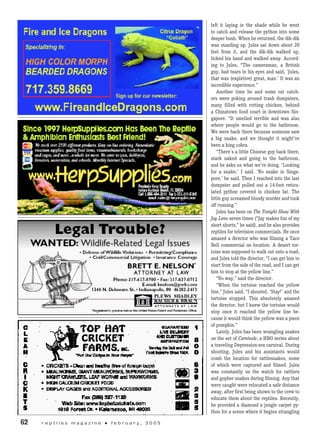 left it laying in the shade while he went
to catch and release the python into some
deeper bush. When he returned, the dik-dik
was standing up. Jules sat down about 20
feet from it, and the dik-dik walked up,
licked his hand and walked away. Accord-
ing to Jules, “The cameraman, a British
guy, had tears in his eyes and said, ‘Jules,
that was (expletive) great, man.’ It was an
incredible experience.”
Another time he and some rat catch-
ers were poking around trash dumpsters,
many filled with rotting chicken, behind
a Chinatown food court in downtown Sin-
gapore. “It smelled terrible and was also
where people would go to the bathroom.
We were back there because someone saw
a big snake, and we thought it might’ve
been a king cobra.
“There’s a little Chinese guy back there,
stark naked and going to the bathroom,
and he asks us what we’re doing. ‘Looking
for a snake,’ I said. ‘No snake in Singa-
pore,’ he said. Then I reached into the last
dumpster and pulled out a 14-foot reticu-
lated python covered in chicken fat. The
little guy screamed bloody murder and took
off running.”
Jules has been on The Tonight Show With
Jay Leno seven times (“Jay makes fun of my
short shorts,” he said), and he also provides
reptiles for television commercials. He once
amazed a director who was filming a Taco
Bell commercial on location. A desert tor-
toise was supposed to walk out onto a road,
and Jules told the director, “I can get him to
start from the side of the road, and I can get
him to stop at the yellow line.”
“No way,” said the director.
“When the tortoise reached the yellow
line,” Jules said, “I shouted, ‘Stay!’ and the
tortoise stopped. This absolutely amazed
the director, but I knew the tortoise would
stop once it reached the yellow line be-
cause it would think the yellow was a piece
of pumpkin.”
Lately, Jules has been wrangling snakes
on the set of Carnivale, a HBO series about
a traveling Depression-era carnival. During
shooting, Jules and his assistants would
comb the location for rattlesnakes, some
of which were captured and filmed. Jules
was constantly on the watch for rattlers
and gopher snakes during filming. Any that
were caught were relocated a safe distance
away, after first being shown to the crew to
educate them about the reptiles. Recently,
he provided a diamond x jungle carpet py-
thon for a scene where it begins strangling
62	 r e p t i l e s m a g a z i n e • f e b r u a r y , 2 0 0 5
 