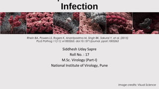 Infection
Siddhesh Uday Sapre
Roll No. : 17
M.Sc. Virology (Part-I)
National Institute of Virology, Pune
Rhein BA, Powers LS, Rogers K, Anantpadma M, Singh BK, Sakurai Y, et al. (2015)
PLoS Pathog 11(11): e1005263. doi:10.1371/journal. ppat.1005263
Image credits: Visual Science
 