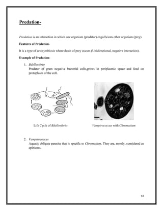 10
Predation-
Predation is an interaction in which one organism (predator) engulfs/eats other organism (prey).
Features of Predation-
It is a type of ectosymbiosis where death of prey occurs (Unidirectional, negative interaction).
Example of Predation-
1. Bdellovibrio
Predator of gram negative bacterial cells,grows in periplasmic space and feed on
protoplasm of the cell.
Life Cycle of Bdellovibrio Vampirococcus with Chromatium
2. Vampirococcus
Aquatic obligate parasite that is specific to Chromatium. They are, mostly, considered as
epibionts.
 