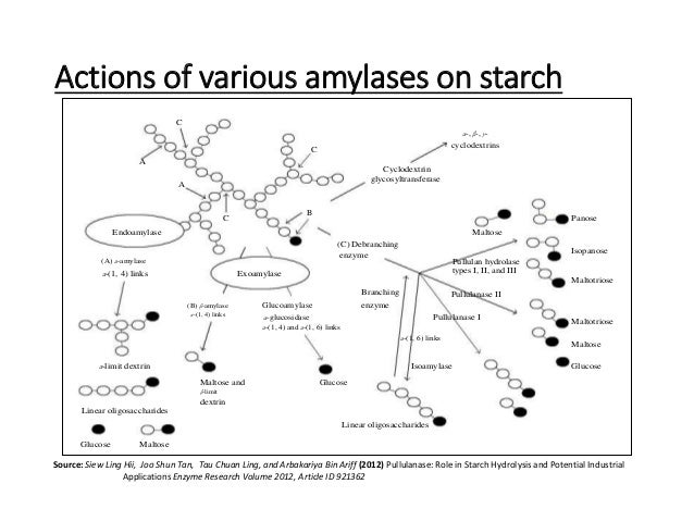 an analysis of the enzyme amylase which catalyze the hydrolysis of starch to maltose Which accelerates or catalyze chemical reactions production of amylase enzyme is important to fulfill medium and the zone of starch hydrolysis was. an analysis of the enzyme amylase which catalyze the hydrolysis of starch to maltose Which accelerates or catalyze chemical reactions production of amylase enzyme is important to fulfill medium and the zone of starch hydrolysis was.