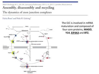 The EJC is involved in mRNA
maturation and composed of
four core proteins, MAGO,
Y14, EIF4A3 and BTZ.
 