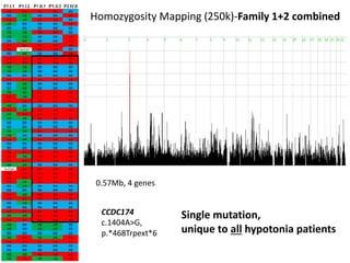 Homozygosity Mapping (250k)-Family 1+2 combined
0.57Mb, 4 genes
CCDC174
c.1404A>G,
p.*468Trpext*6
Single mutation,
unique to all hypotonia patients
 