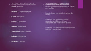  CLASIFICACION TAXONOMICA
• Reino : Plantae
• Division : Magnoliophyta
• Clase : Liliopsida
• Orden : Cyperales
• Familia : Poaceae
• Subfamilia: Panicoideae
• Genero: Tripsacum
• Especie: T. laxum
 CARACTERISTICAS BOTANICAS
• Es una gramínea perenne que crece
en matojos
• Puede llegar a medir 2.5 metros de
altura
• Sus tallos son gruesos y posee
abundantes hojas anchas y
alargadas de color verde oscuro
• Sus flores son inflorescencia monoicas,
axilares y terminales
 
