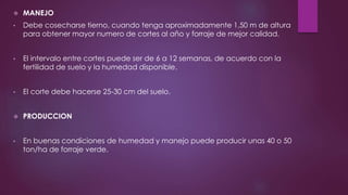  MANEJO
• Debe cosecharse tierno, cuando tenga aproximadamente 1,50 m de altura
para obtener mayor numero de cortes al año y forraje de mejor calidad.
• El intervalo entre cortes puede ser de 6 a 12 semanas, de acuerdo con la
fertilidad de suelo y la humedad disponible.
• El corte debe hacerse 25-30 cm del suelo.
 PRODUCCION
• En buenas condiciones de humedad y manejo puede producir unas 40 o 50
ton/ha de forraje verde.
 