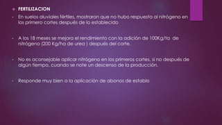  FERTILIZACION
• En suelos aluviales fértiles, mostraron que no hubo respuesta al nitrógeno en
los primero cortes después de lo establecido
• A los 18 meses se mejora el rendimiento con la adición de 100Kg/ta de
nitrógeno (200 Kg/ha de urea ) después del corte.
• No es aconsejable aplicar nitrógeno en los primeros cortes, si no después de
algún tiempo, cuando se note un descenso de la producción.
• Responde muy bien a la aplicación de abonos de establo
 