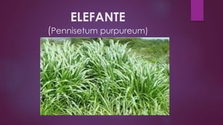 ELEFANTE
(Pennisetum purpureum)
 
