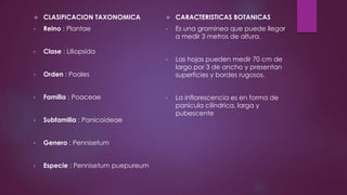  CLASIFICACION TAXONOMICA
• Reino : Plantae
• Clase : Liliopsida
• Orden : Poales
• Familia : Poaceae
• Subfamilia : Panicoideae
• Genero : Pennisetum
• Especie : Pennisetum puepureum
 CARACTERISTICAS BOTANICAS
• Es una gramínea que puede llegar
a medir 3 metros de altura.
• Las hojas pueden medir 70 cm de
largo por 3 de ancho y presentan
superficies y bordes rugosos.
• La inflorescencia es en forma de
panícula cilíndrica, larga y
pubescente
 