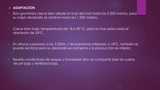  ADAPTACION
• Esta gramínea crece bien desde el nivel del mar hasta los 2.200 metros, pero
su mejor desarrollo se obtiene hasta los 1.500 metros.
• Crece bien bajo temperaturas de 18 a 30 °C, pero la mas adecuada el
alrededor de 24°C.
• En alturas superiores a los 2.200m y temperaturas inferiores a 18°C, también se
puede sembrar pero su desarrollo es mal lento y la producción es inferior.
• Resiste condiciones de sequia y humedad alta, se comporta bien en suelos
de pH bajo y fertilidad baja.
 