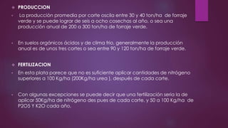 PRODUCCION
• La producción promedia por corte oscila entre 30 y 40 ton/ha de forraje
verde y se puede lograr de seis a ocho cosechas al año, o sea una
producción anual de 200 a 300 ton/ha de forraje verde.
• En suelos orgánicos ácidos y de clima frio, generalmente la producción
anual es de unos tres cortes o sea entre 90 y 120 ton/ha de forraje verde.
 FERTILIZACION
• En esta plata parece que no es suficiente aplicar cantidades de nitrógeno
superiores a 100 Kg/ha (200Kg/ha urea ), después de cada corte.
• Con algunas excepciones se puede decir que una fertilización seria la de
aplicar 50Kg/ha de nitrógeno des pues de cada corte, y 50 a 100 Kg/ha de
P2O5 Y K2O cada año.
 