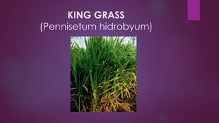 KING GRASS
(Pennisetum hidrobyum)
 