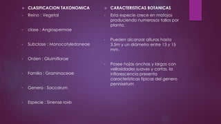  CLASIFICACION TAXONOMICA
• Reino : Vegetal
• clase : Angiospermae
• Subclase : Monocotyledoneae
• Orden : Gluimiflorae
• Familia : Graminaceae
• Genero : Saccarum
• Especie : Sinense roxb
 CARACTERISTICAS BOTANICAS
• Esta especie crece en matojos
produciendo numerosos tallos por
planta.
• Pueden alcanzar alturas hasta
3.5m y un diámetro entre 13 y 15
mm.
• Posee hojas anchas y largas con
vellosidades suaves y cortas, la
inflorescencia presenta
características típicas del genero
pennisetum
 