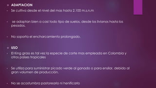  ADAPTACION
• Se cultiva desde el nivel del mas hasta 2.100 m.s.n.m
• se adaptan bien a casi todo tipo de suelos, desde los livianos hasta los
pesados.
• No soporta el encharcamiento prolongado.
 USO
• El King grass es tal vez la especie de corte mas empleada en Colombia y
otros países tropicales
• Se utiliza para suministrar picado verde al ganado o para ensilar, debido al
gran volumen de producción.
• No se acostumbra pastorearlo ni henificarlo
 