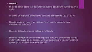  MANEJO
• Se debe cortar cada 45 días cundo se cuenta con buena humedad en el
suelo.
• La altura de la planta al momento del corte debe ser de 1,50 a 1,80 m.
• El corte se debe hacer a ras del suelo para mantener una buena
densidad de población.
• Después del corte se debe aplicar el fertilizante
• El cultivo se debe situar cerca del lugar del consumo y cuando se pueda
debe recibir agua de los establos y materia orgánica, a la cual responde
aumentado notablemente la producción.
 
