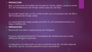  PRODUCCION
• Bajo condiciones favorables de manejo en climas cálidos, produce entre
50 y 60 toneladas/ha de forraje verde cada 45 a 60 días.
• Se pueden lograr seis a ocho cortes al año con una producción de 300 a
400 toneladas de forraje verde
• La capacidad de carga puede ser entre 10 y 20 animales/ha/año con
riego y fertilización.
 FERTILIZACION
• Responde muy bien a aplicaciones de nitrógeno.
• Produce aproximadamente 7,5 toneladas de materia seca por cada
200Kg de nitrógeno aplicado.
• La repuesta a la aplicación se hace evidente entre 30 y 40 días después
del corte, que es cuando presenta mayor crecimiento
 