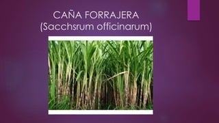 CAÑA FORRAJERA
(Sacchsrum officinarum)
 