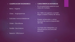  CLASIFICACION TAXONOMICA
• Reino : Vegetal
• Clase : Angiospermae
• Subclase: monocotyledonae
• Orden : Glumiflorae
• Familia : Saccharium
• Especie : Officinarum
 CARACTERISTICAS BOTANICAS
• Es una gramineas perenne que
crece en matojos.
• Sus tallos son jugosos y pueden
llegar a medir 3 metros de altura.
• Poseen entrenudos y vainas
envolventes que se desprenden
del tallo
• Las hojas don alargadas y su
inflorescencia una panucila
plumosa
 