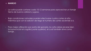  MANEJO
• La caña puede cortarse cada 10-12 semanas para aprovechar un forraje
tierno de buena calidad y jugoso.
• Bajo condiciones naturales pueden efectuarse cuatro cortes al año,
mientras que con la adición de riego el numero de cortes asciende a 6.
• Para mejor utilización por parte del ganado, la caña debe picarse bien
inclusive incluir el cogollo( parte superior), el cual también sirve como
forraje .
 