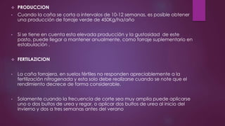  PRODUCCION
• Cuando la caña se corta a intervalos de 10-12 semanas, es posible obtener
una producción de forraje verde de 450Kg/ha/año
• Si se tiene en cuenta esta elevada producción y la gustosidad de este
pasto, puede llegar a mantener anualmente, como forraje suplementario en
estabulación .
 FERTILAZICION
• La caña forrajera, en suelos fértiles no responden apreciablemente a la
fertilización nitrogenada y esta solo debe realizarse cuando se note que el
rendimiento decrece de forma considerable.
• Solamente cuando la frecuencia de corte sea muy amplia puede aplicarse
uno o dos bultos de urea y regar, o aplicar dos bultos de urea al inicio del
invierno y dos a tres semanas antes del verano
 