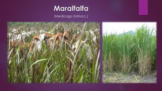 Maralfalfa
(Medicago Sativa L.)
 
