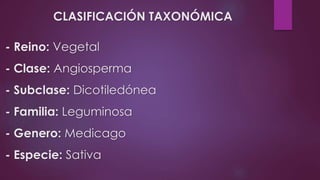 CLASIFICACIÓN TAXONÓMICA
- Reino: Vegetal
- Clase: Angiosperma
- Subclase: Dicotiledónea
- Familia: Leguminosa
- Genero: Medicago
- Especie: Sativa
 