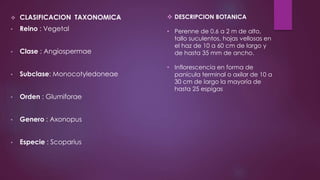  CLASIFICACION TAXONOMICA
• Reino : Vegetal
• Clase : Angiospermae
• Subclase: Monocotyledoneae
• Orden : Glumiforae
• Genero : Axonopus
• Especie : Scoparius
 DESCRIPCION BOTANICA
• Perenne de 0.6 a 2 m de alto,
tallo suculentos, hojas vellosas en
el haz de 10 a 60 cm de largo y
de hasta 35 mm de ancho.
• Inflorescencia en forma de
panícula terminal o axilar de 10 a
30 cm de largo la mayoría de
hasta 25 espigas
 