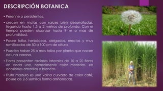 DESCRIPCIÓN BOTANICA
• Perenne o persistentes.
• crecen en matas con raíces bien desarrolladas,
llegando hasta 1,5 a 2 metros de profundo; Con el
tiempo pueden alcanzar hasta 9 m o mas de
profundidad.
• Posee tallos herbáceos, delgados, erectos y muy
ramificados de 50 a 100 cm de altura
• Pueden haber 25 o mas tallos por planta que nacen
de una corona.
• Flores presentan racimos laterales de 10 a 20 flores
en cada uno, normalmente color moradas, en
ocasiones amarillas o blancas.
• Fruto maduro es una vaina curvada de color café,
posee de 2-5 semillas forma arriñonadas.
 