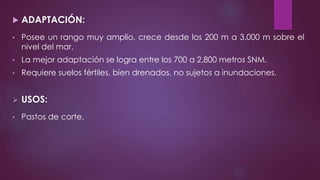  ADAPTACIÓN:
• Posee un rango muy amplio, crece desde los 200 m a 3.000 m sobre el
nivel del mar.
• La mejor adaptación se logra entre los 700 a 2.800 metros SNM.
• Requiere suelos fértiles, bien drenados, no sujetos a inundaciones.
 USOS:
• Pastos de corte.
 