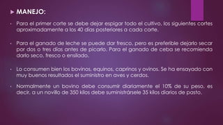  MANEJO:
• Para el primer corte se debe dejar espigar todo el cultivo, los siguientes cortes
aproximadamente a los 40 días posteriores a cada corte.
• Para el ganado de leche se puede dar fresco, pero es preferible dejarlo secar
por dos o tres días antes de picarlo. Para el ganado de ceba se recomienda
darlo seco, fresco o ensilado.
• Lo consumen bien los bovinos, equinos, caprinos y ovinos. Se ha ensayado con
muy buenos resultados el suministro en aves y cerdos.
• Normalmente un bovino debe consumir diariamente el 10% de su peso, es
decir, a un novillo de 350 kilos debe suministrársele 35 kilos diarios de pasto.
 