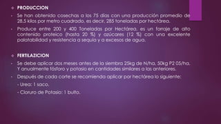  PRODUCCION
• Se han obtenido cosechas a los 75 días con una producción promedio de
28,5 kilos por metro cuadrado, es decir, 285 toneladas por hectárea.
• Produce entre 200 y 400 Toneladas por Hectárea, es un forraje de alto
contenido proteico (hasta 20 %) y azúcares (12 %) con una excelente
palatabilidad y resistencia a sequía y a excesos de agua.
 FERTILAZICION
• Se debe aplicar dos meses antes de la siembra 25kg de N/ha, 50kg P2 05/ha,
Y anualmente fósforo y potasio en cantidades similares a las anteriores.
• Después de cada corte se recomienda aplicar por hectárea lo siguiente:
- Urea: 1 saco.
- Cloruro de Potasio: 1 bulto.
 