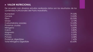  VALOR NUTRICIONAL
De acuerdo con diversos estudios realizados éstos son los resultados de los
contenidos nutricionales del Pasto Maralfalfa.
Humedad 79,33%
Cenizas 13,50%
Fibra 53,33%
Grasa 2,10%
Carbohidratos solubles 12,20%
Proteínas crudas 16,25%
Nitrógeno 2,60%
Calcio 0,80%
Magnesio 0,29%
Fósforo 0,33%
Potasio 3,38%
Proteínas digestibles 7,43%
Total Nitrógeno Digestible 63,53%
 