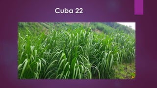 Cuba 22
 