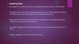  ADAPTACION
• Se adapta muy bien a la zona comprendida entre 600 y 2.200 MSNM.
• También se encuentra en alturas superiores a los 2.200 metros, donde la
temperatura no es muy baja pero su desarrollo es lento.
• Requiere de buenas condiciones de humedad y no prospera bien en
suelos muy secos o muy húmedos.
• Esta bien adaptado a los climas medios y fríos moderados del país (17 –
27°C).
• Parece originario de Colombia o Ecuador .
 