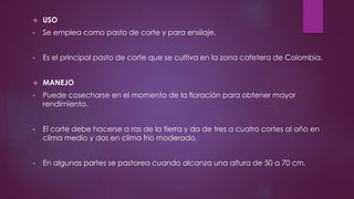  USO
• Se emplea como pasto de corte y para ensilaje.
• Es el principal pasto de corte que se cultiva en la zona cafetera de Colombia.
 MANEJO
• Puede cosecharse en el momento de la floración para obtener mayor
rendimiento.
• El corte debe hacerse a ras de la tierra y da de tres a cuatro cortes al año en
clima medio y dos en clima frio moderado.
• En algunas partes se pastorea cuando alcanza una altura de 50 a 70 cm.
 