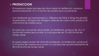  PRODUCCION
• El imperial en suelos aluviales de clima medio sin fertilización, produce
aproximadamente 12 a 14 ton/ha de materia seca anualmente.
• Con fertilizante de mantenimiento ( 100Kg/ha de P2O5 y 50 Kg /ha de K2O
anualmente) y 50 Kg/ha de nitrógeno después de cada corte, produce 20
a 22 ton/ha de materia seca.
• En suelo rojo coluvial de clima medio, sin fertilizante, produce de 15 a 17
ton/ha de materia seca al año, lo cual equivale de 75 a 85 ton/ha de
forraje verde.
• En suelos negros ácidos de clima frio moderado, sin fertilización, produce 8
a 10 ton/ha de materia seca al año, lo cual equivale aproximadamente de
40 a 50 ton/ha de forraje verde.
 