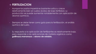  FERTILIZACION
• Aunque los pastos imperial es bastante rustico y crece
relativamente bien en suelos ácidos de baja fertilidad, su
producción se puede aumentar notablemente con aplicación de
abonos químicos.
• Siempre se debe tener como guía para la fertilización, el análisis
químico del suelo.
• Su respuesta a la aplicación de fertilizantes es relativamente baja,
pero responde a las aplicaciones de materia orgánica como
gallinaza,marranaza y abono de establo.
 