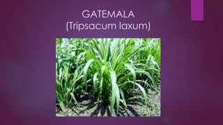GATEMALA
(Tripsacum laxum)
 