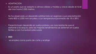  ADAPTACION
• Es un pasto que se adapta a climas cálidos y medios y crece desde el nivel
del mar hasta 2.000 metros.
• Se ha observado un desarrollo satisfactorio en regiones cuya precipitación
varia 800 a 2.000 mm anuales y con temperatura promedio de 18 a 28°c
• Presenta buen desarrollo en suelos pobres y es mas resistente que el
elefante a la sequia, pero los mejores rendimientos se obtienen en suelos
fértiles y con humedad adecuada
 USO
• se emplea como pasto de corte y ensilaje
 