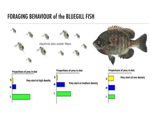 FORAGING BEHAVIOUR of the BLUEGILL FISH



              daphnia aka water ﬂeas
 