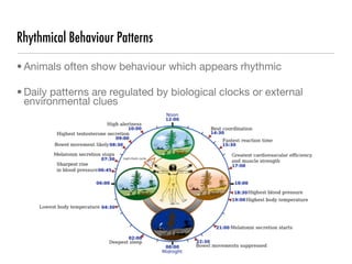 Rhythmical Behaviour Patterns
• Animals often show behaviour which appears rhythmic

• Daily patterns are regulated by biological clocks or external
  environmental clues
 