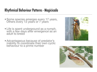 Rhythmical Behaviour Patterns - Magicicada

• Some species emerges every 17 years,
  Others every 13 years or 7 years

• Life is spent underground as a nymph,
  with a few days after emergence as an
  adult to breed

• Advantageous because of predator’s
  inability to coordinate their own cyclic
  behaviour to a prime number
 